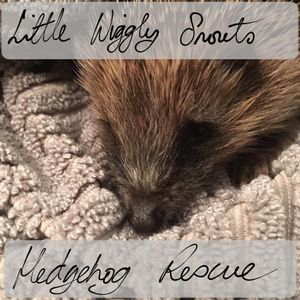 Little Wiggly Snouts Hedgehog rescue Rushden