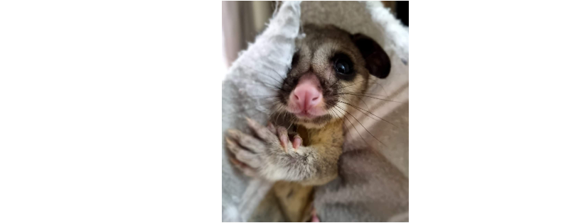 S.A. Native Animal Rescue (SANAR) Inc