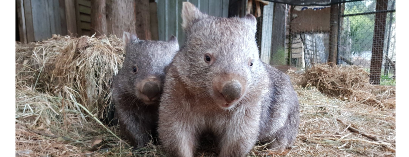 Bush Babies Wildlife Shelter