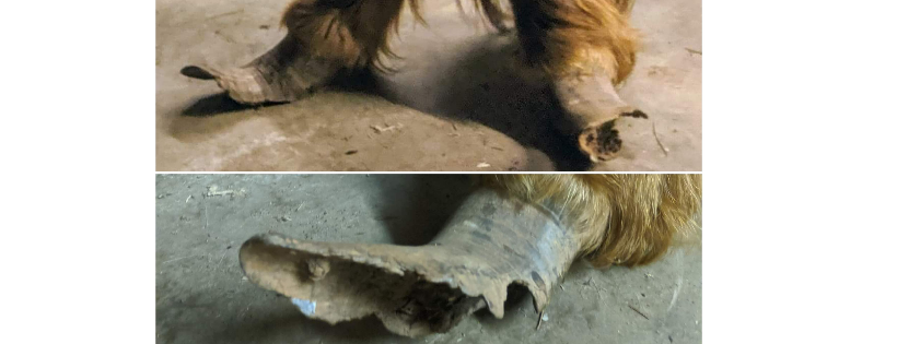 Hope for Hooves Rescue