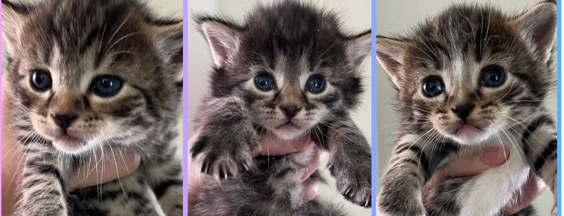 FurKids Rescue