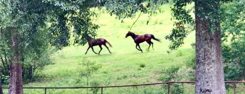 Equine Advocacy of Louisiana
