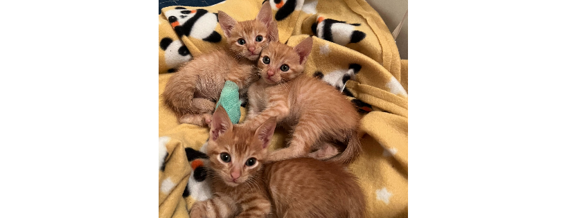 San Antonio Pets Alive!