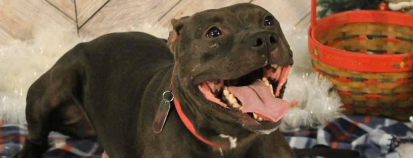 New Leash On Life Dog Rescue