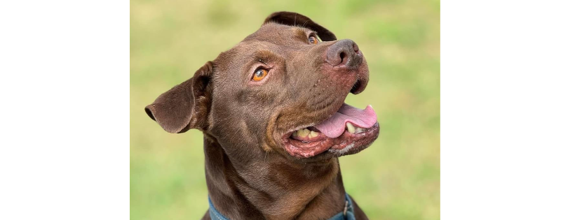 Williston Animal Group
