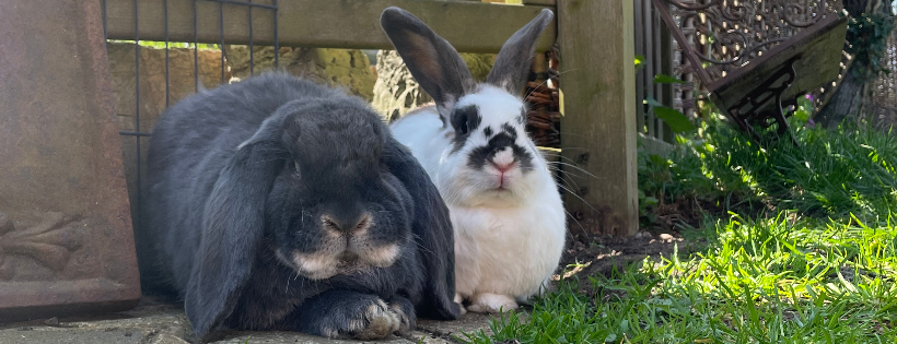 The Hoppy Acre Animal Sanctuary