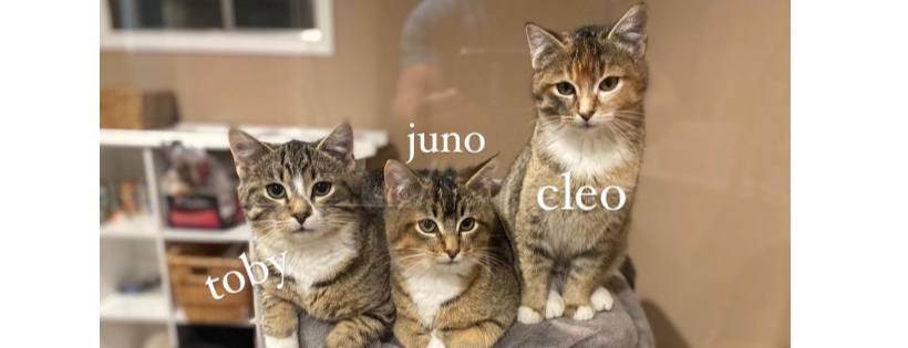 Animal Education and Rescue, NFP