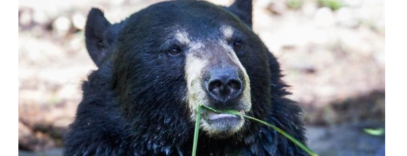 The Bear Care Group