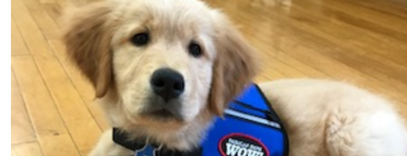 Paws with Purpose