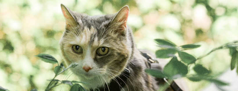 My Grandfather's Cat