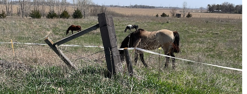 Heartlands Promise Sanctuary