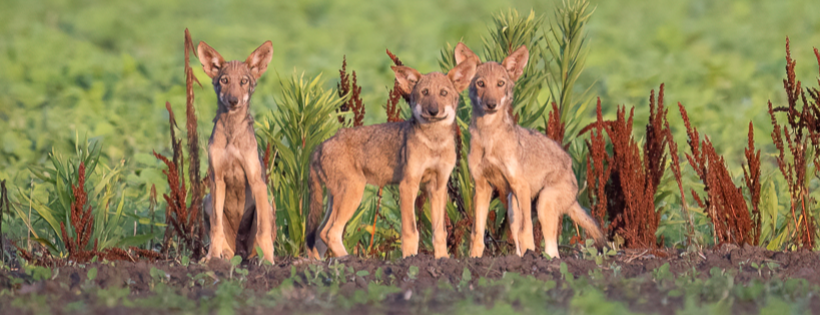Champions for Wildlife