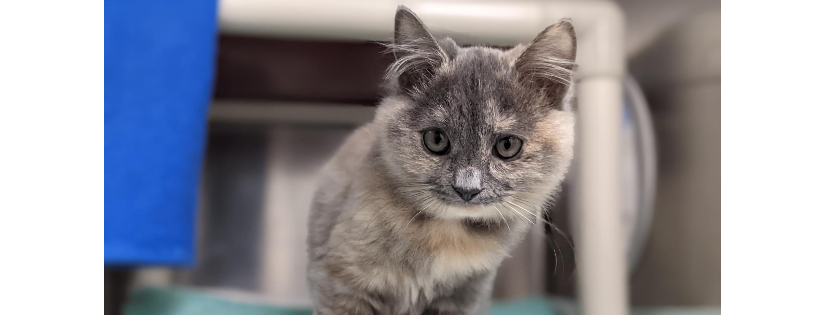 SPCA de Montréal