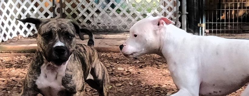 Tnbs animal express rescue inc
