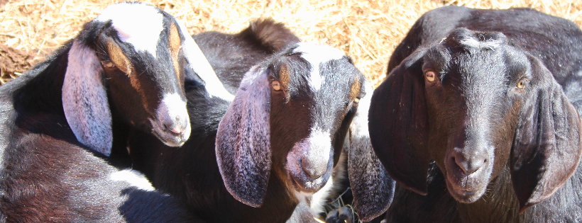 LAILO Farm Sanctuary