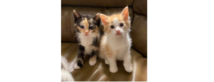 Urban Cat Coalition