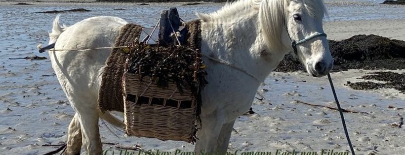 Eriskay Pony Society-Comann Each nan Eilean