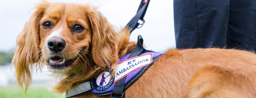 PTSD Dogs Australia Ltd