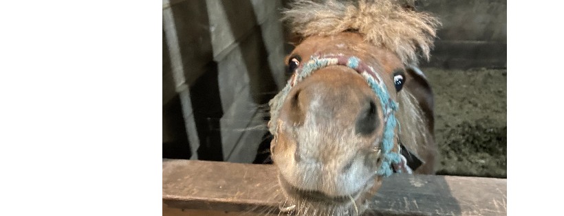 Coffin Acres Spirit of M46 Equine Rescue