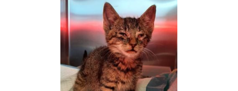 Snap-nosis and Friends - Reaching a Paw Out for Recovery