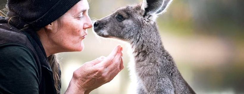Red Box Wildlife Kangaroo Shelter