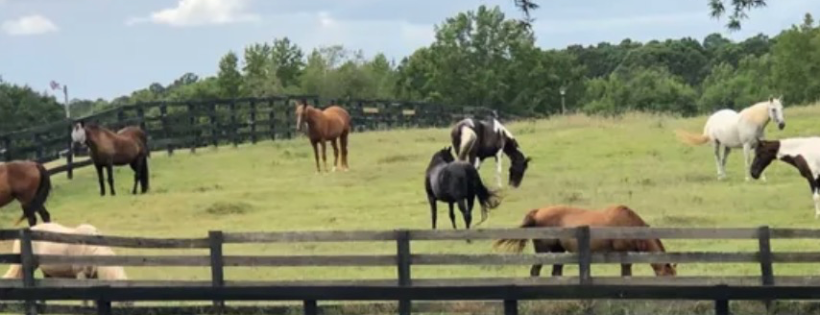 Healing Hearts and Horses Inc