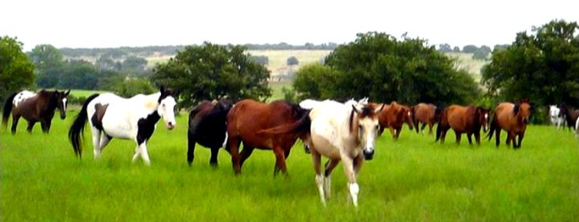 Happy Horse Haven Rescue