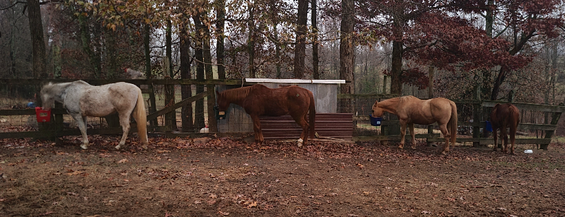 Healing Hearts Equine Rescue
