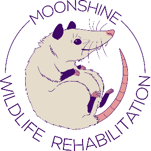 MoonShine Wildlife Rehabilitation Logo