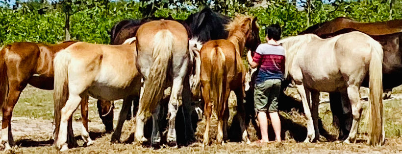Baby Girl Horse rescue & Veteran Therapy Ranch