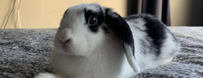 Christchurch Rabbit Rescue