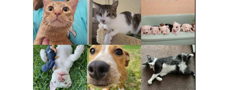 Good Neighbors Animal Rescue