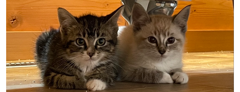 SHUSWAP PAWS
