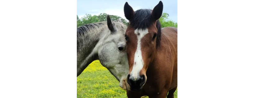 White Bird Appaloosa Horse Rescue