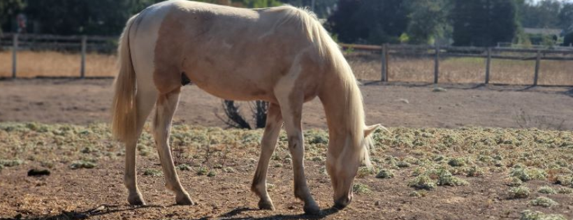 Spirit Wings Ranch