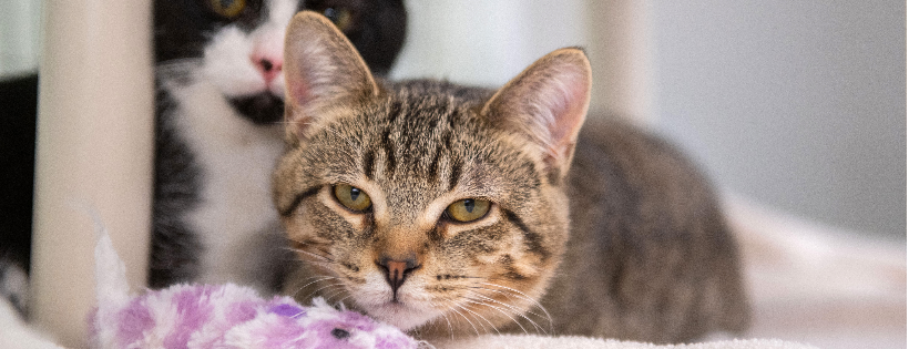 Sanilac County Humane Society