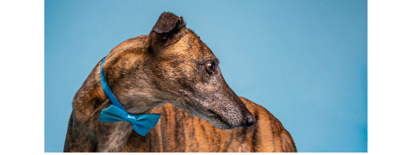 Greyhounds as Pets