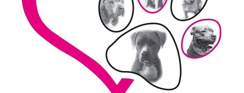 Margarets Saving Grace Bully Rescue
