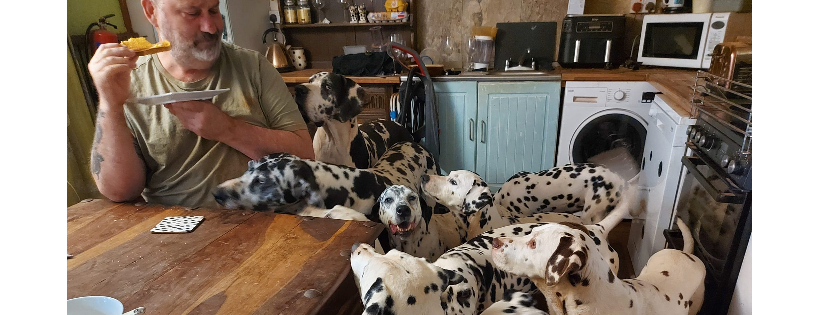 DAS Dalmatians Sanctuary