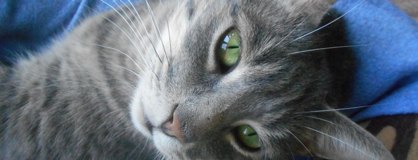 Feline Friends Network of Stratford Ontario, Canada