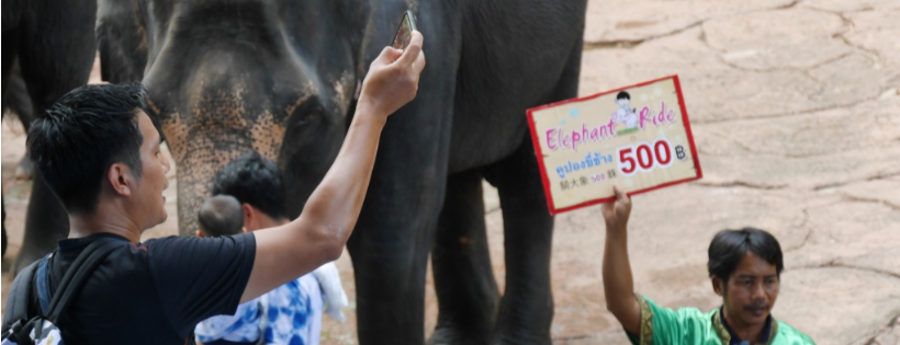Save The Asian Elephants