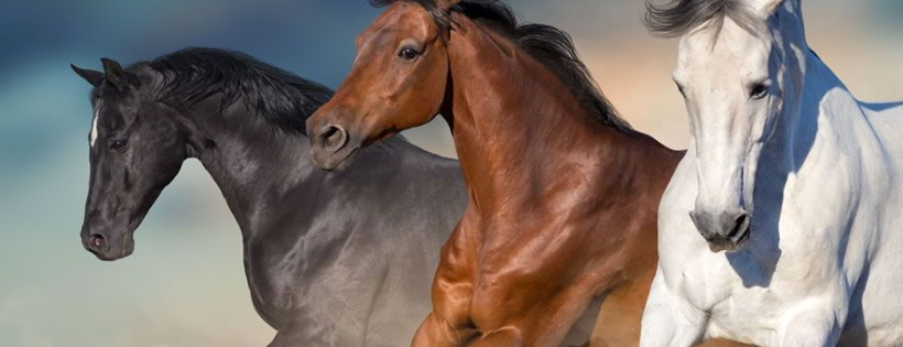 We love horses