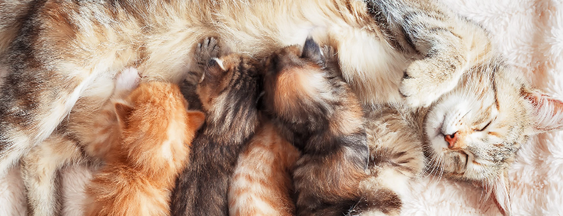 Catspan Ferals Registered Charity