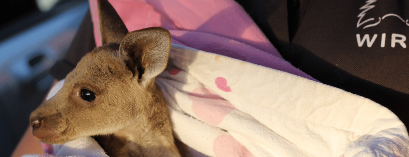 WIRES Wildlife Rescue