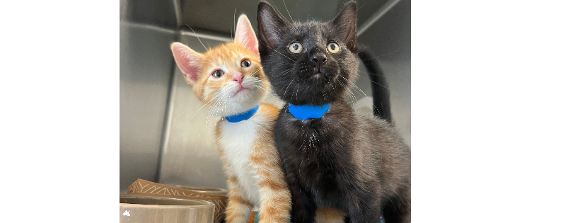Erie County SPCA