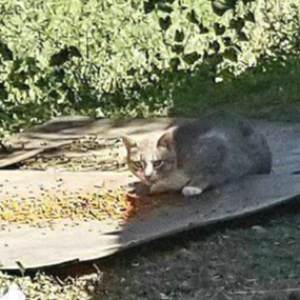 Lampasas Community Cats-TNR Logo
