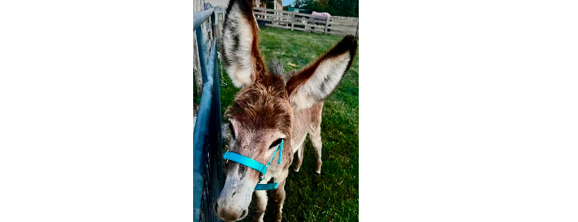 Bluegrass Burro Rescue