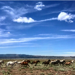 DreamCatcher Wild Horse and Burro Sanctuary Logo