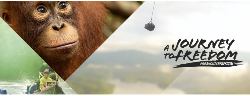 Borneo Orangutan Survival (BOS) USA