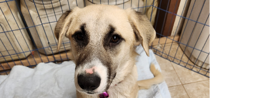 Palomino Valley Pet Rescue Inc